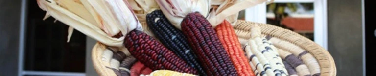 corn in a basket